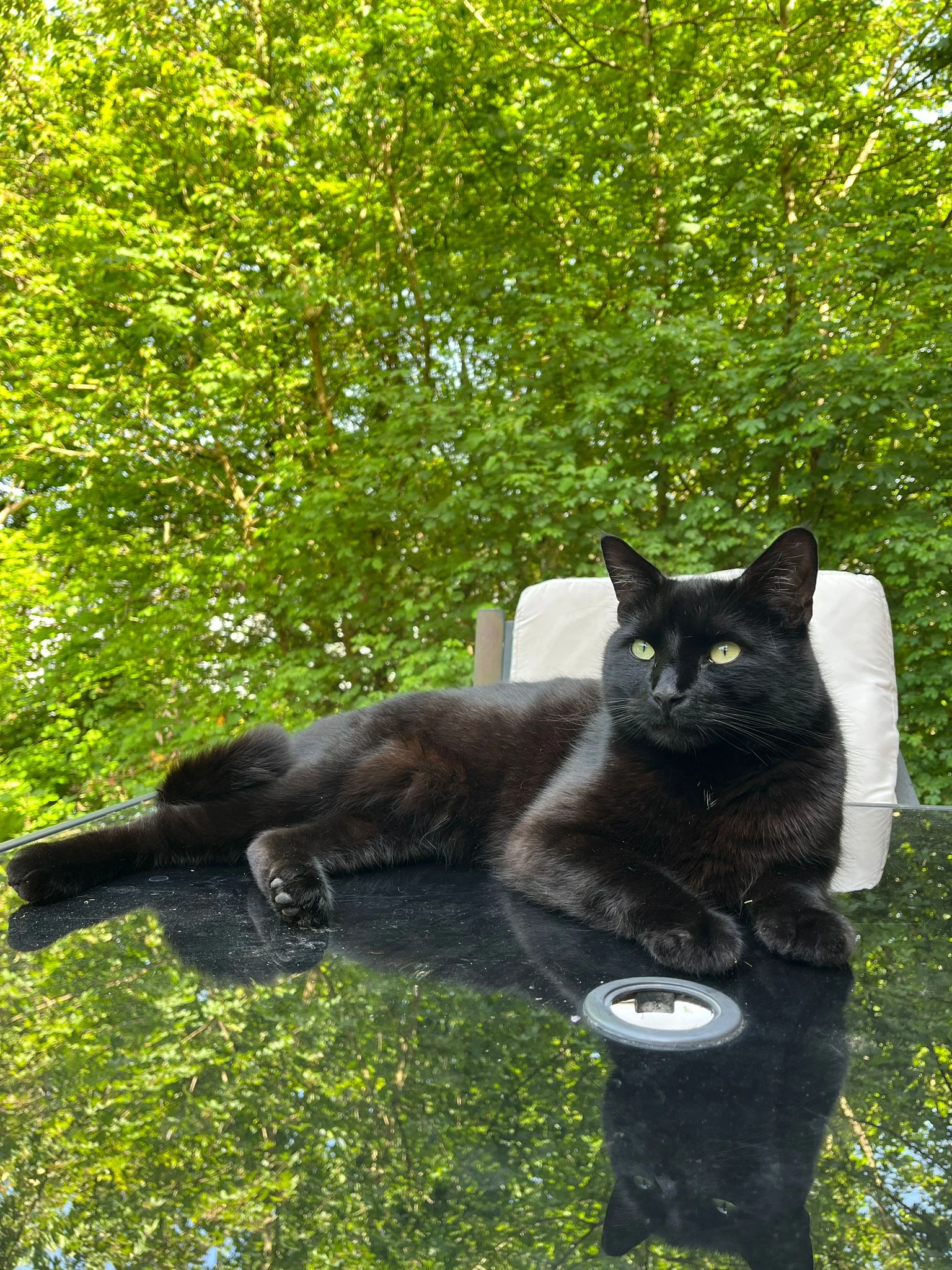 Original photo of Chuck, a black cat relaxing on an outdoor table