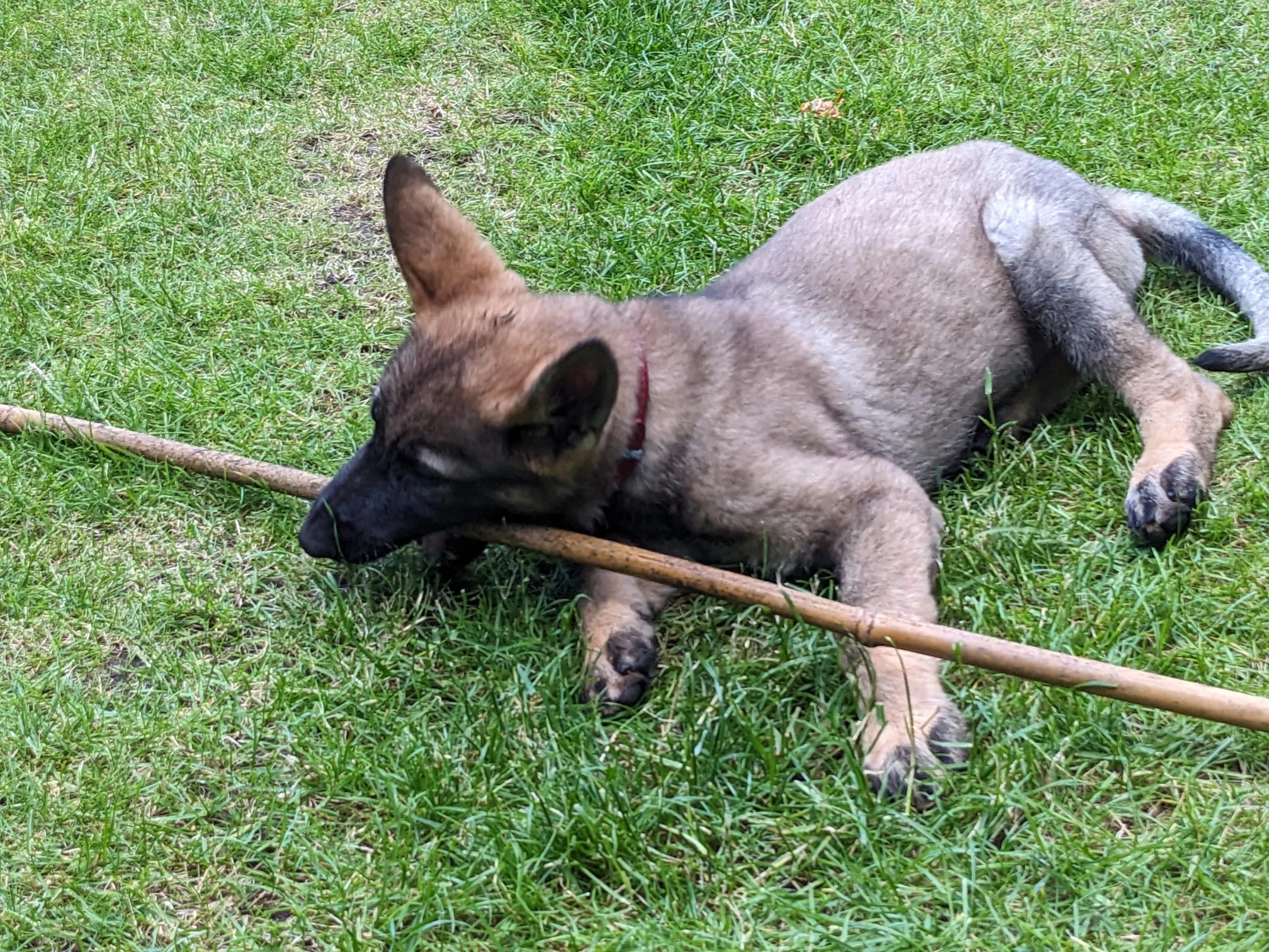 Original photo of Eve, a tan dog lying on grass with a stick
