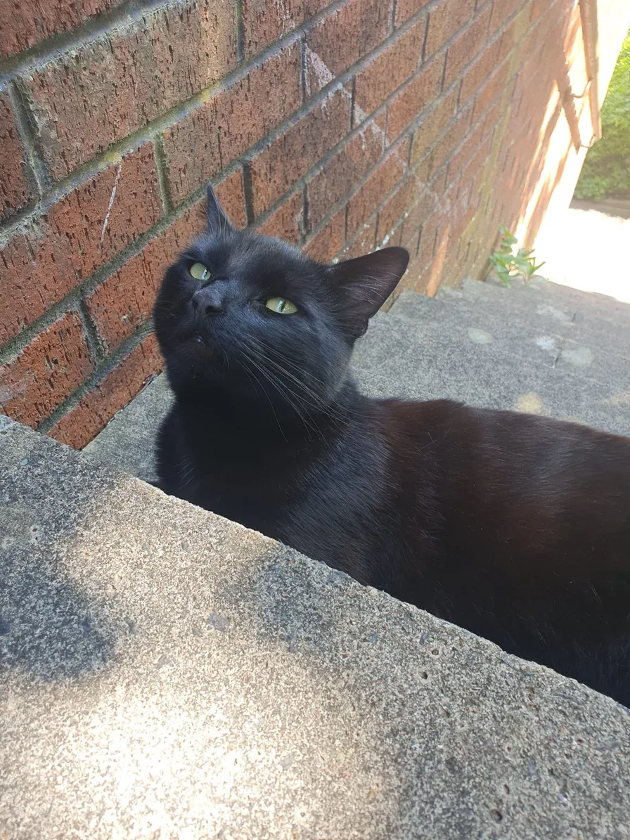 Original photo of Chuck, a black cat looking up beside a brick wall